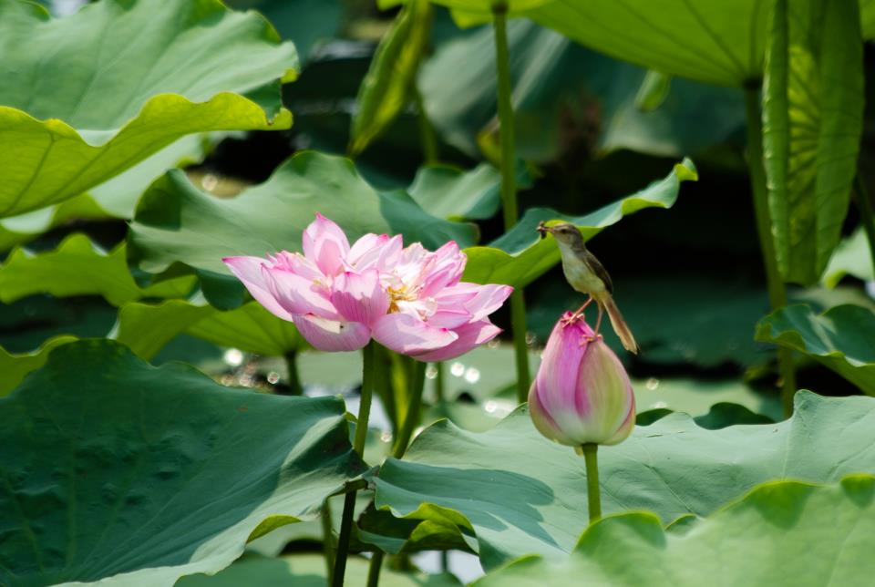 Tọa thiên dụng tâm ký