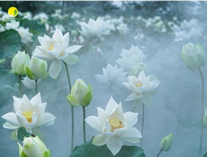 Quan Âm Thị Kính